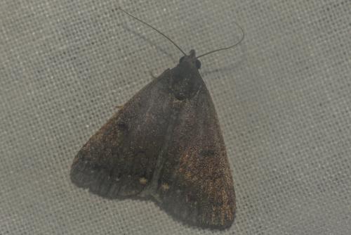 Nodaria nodosalis